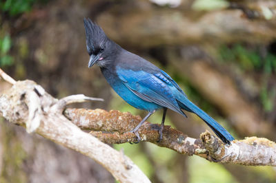 Close-up of bird perching on branch