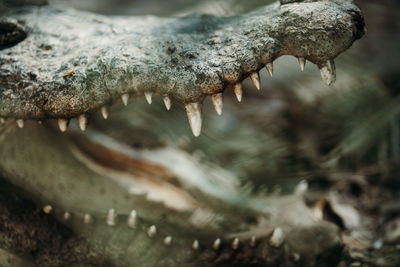 Close-up of a alligator