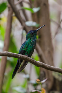 Close-up of bird perching on tree