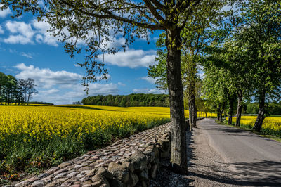 Landscape and rapeseed fields at manor house aakjær