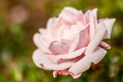 Close-up of pink rose