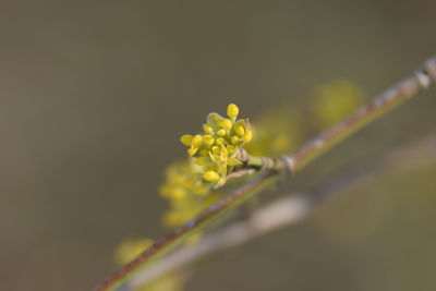 Close-up of yellow flower