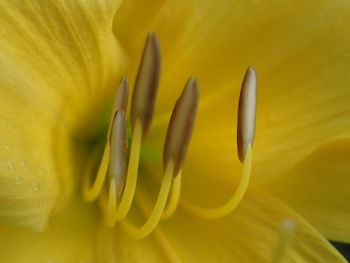 Close-up of yellow flowering plant