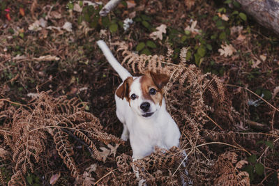 High angle view of dog on field