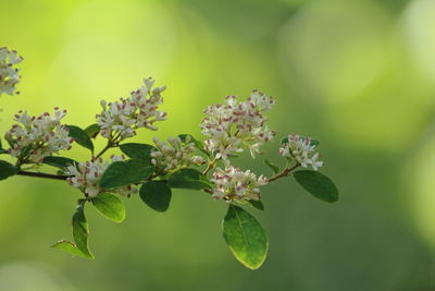 Close-up of flowers growing on tree