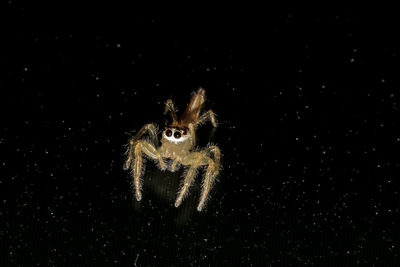 Close-up of spider over black background