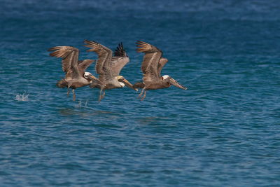 Pelicans flying over sea