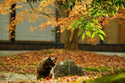 autumn