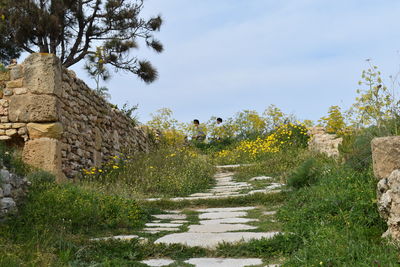 Footpath amidst plants and trees against sky