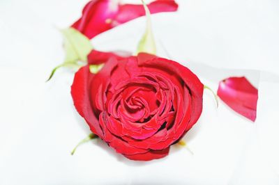 Close-up of red roses over white background