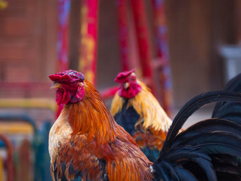 Rooster and their red beret.