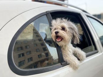 Dog in car