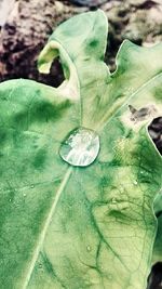 Close-up of water drops on flower