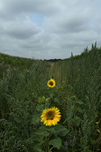 Scenic view of sunflower field against cloudy sky