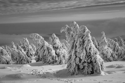 Trees on snow covered land against sky