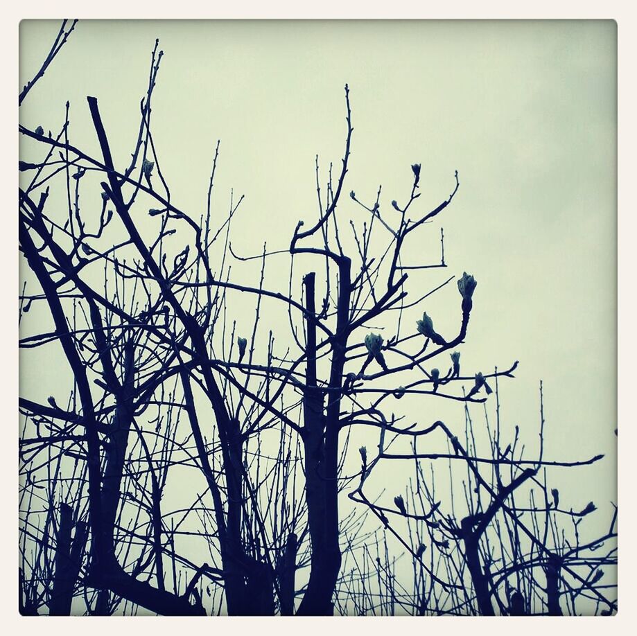 transfer print, bare tree, branch, auto post production filter, low angle view, tree, silhouette, sky, nature, growth, dead plant, tranquility, clear sky, beauty in nature, outdoors, twig, no people, day, dried plant, dusk