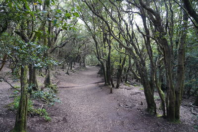 Footpath amidst trees in forest