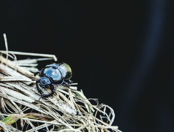 Close-up of beetle on straw against black background