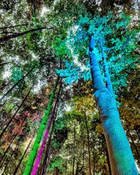 Low angle view of bamboo trees in forest