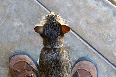 Close-up of cat amidst shoes