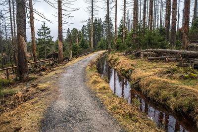 Road amidst trees in forest