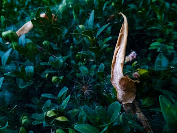 High angle view of lizard on land