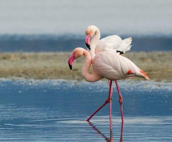 Side view of flamingoes in water