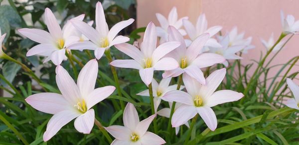 Close-up of white flowering plant