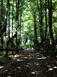 Footpath amidst trees in forest