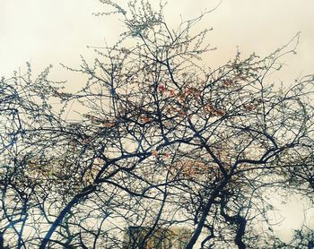 Low angle view of bare trees against sky