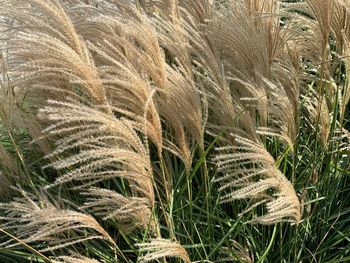 Close-up of stalks in field