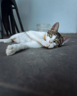 Portrait of cat lying on floor