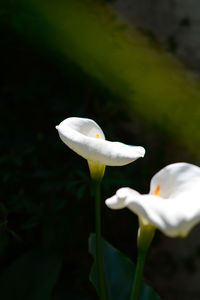 Close-up of white flower blooming outdoors