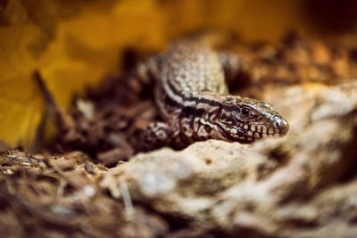 Close-up of lizard on wood