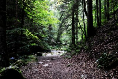 Road amidst trees in forest