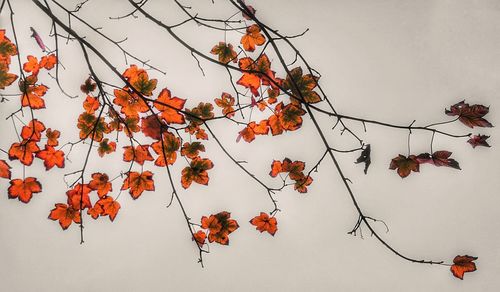 Low angle view of tree against sky during autumn