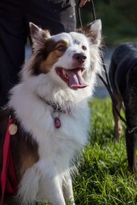 Close-up of dog on field