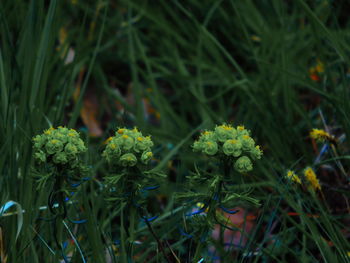 Close-up of flowers growing in field