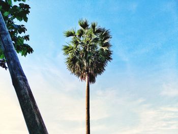 Low angle view of coconut palm tree against sky