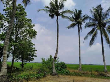 A coconut tree that has a unique trunk in the cibuaya village, 12 april 2021