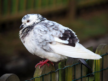 Close-up of bird perching on wooden post