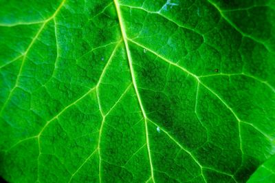 Macro shot of water drops on leaf