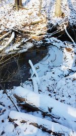 High angle view of lizard on snow