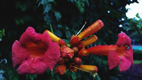 Close-up of water drops on flowers