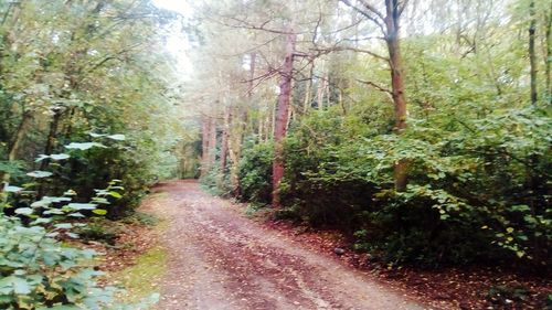 Dirt road amidst trees in forest