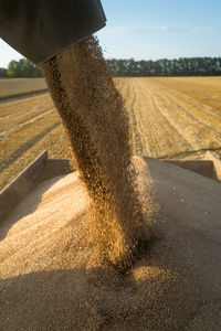 Wheat pouring from combine harvesters field against sky