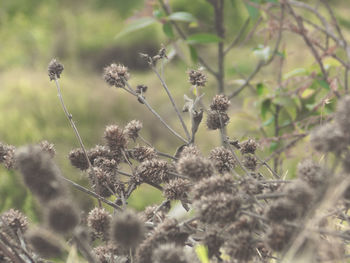 Close-up of plants against blurred background