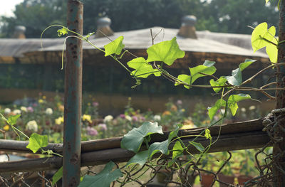 Close-up of plant growing by fence