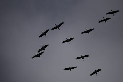 Low angle view of silhouette birds flying against sky