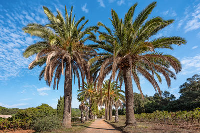 Low angle view of palm trees against clear blue sky